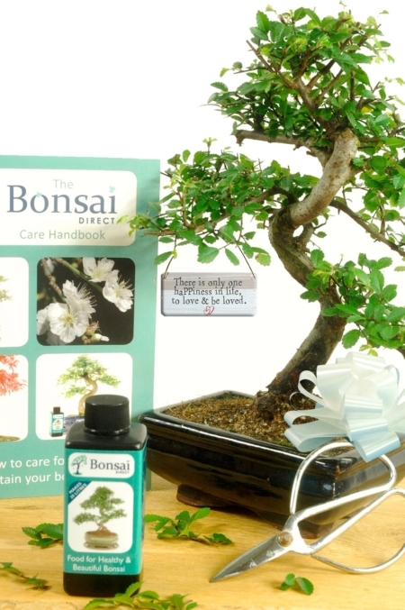 There is only one happiness - to love and be loved Gift Twisty Indoor Starter Bonsai Kit