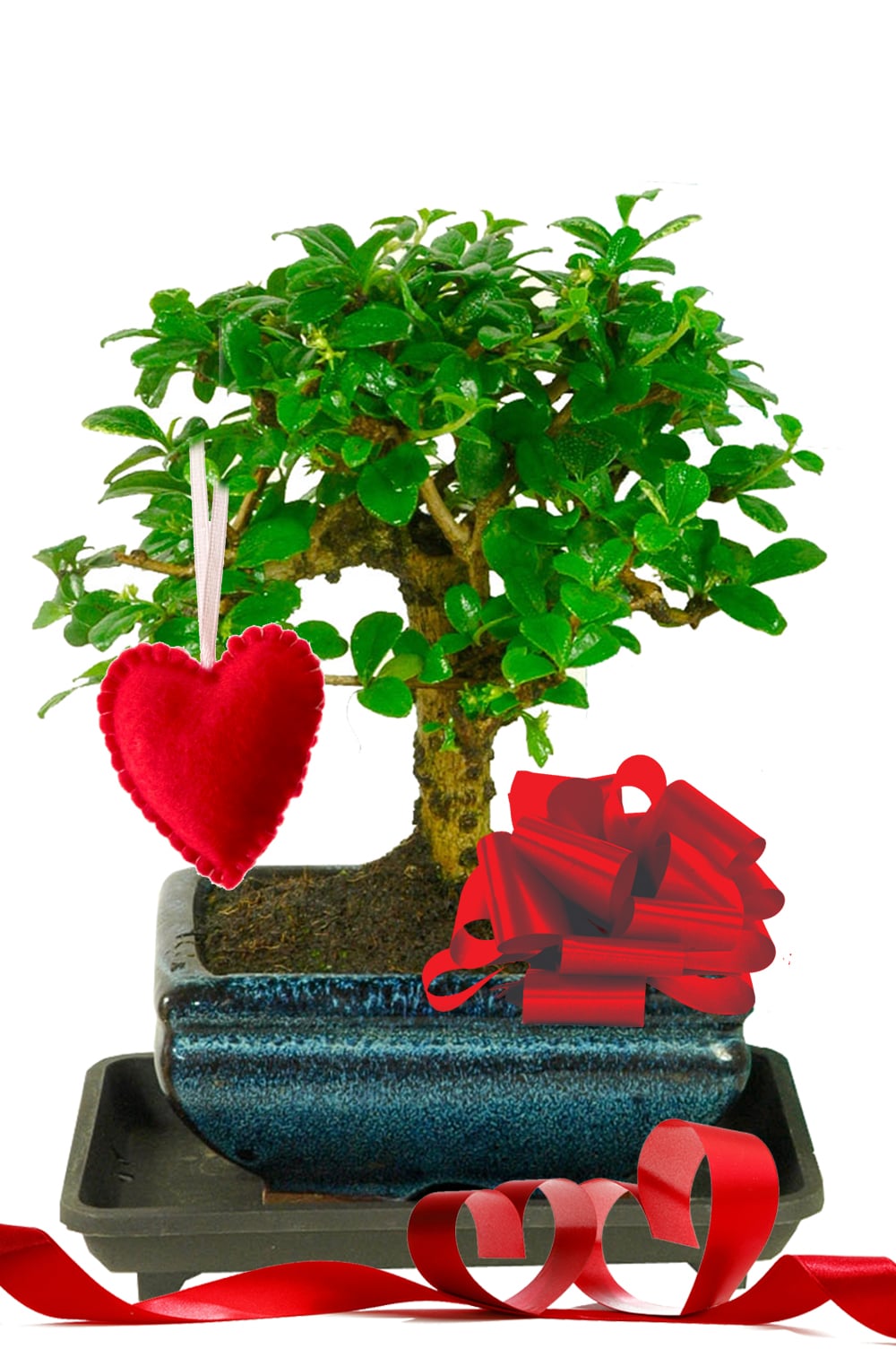 Baby Broom Oriental Tea Tree Bonsai with Red Heart