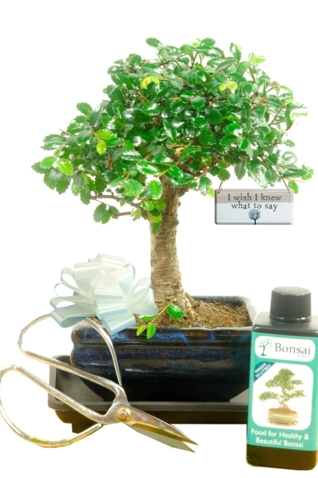I Wish I Knew What to Say gift bonsai tree kit - woodland style baby bonsai starter kit
