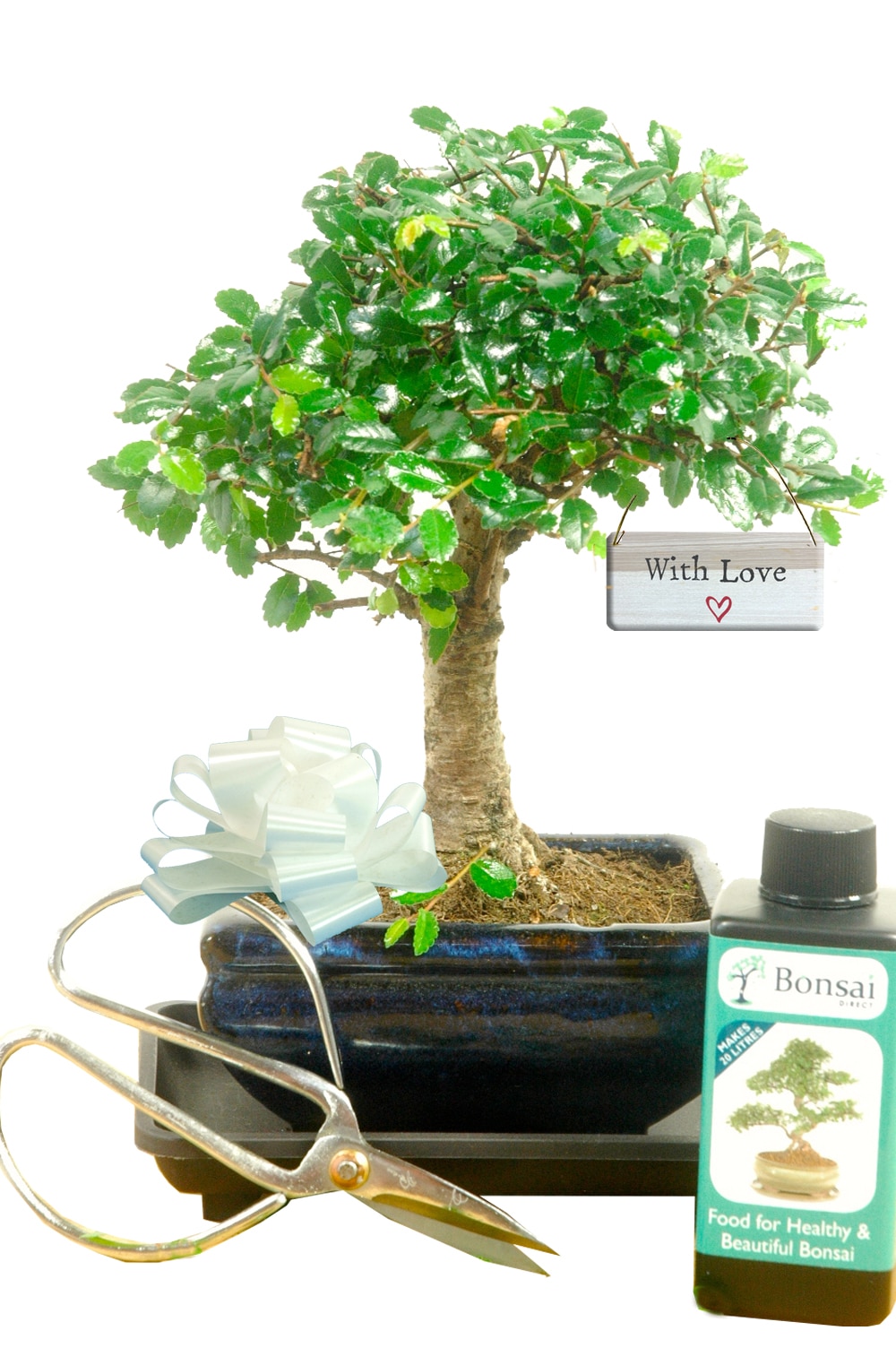 With love gift bonsai tree kit - woodland style baby bonsai starter kit