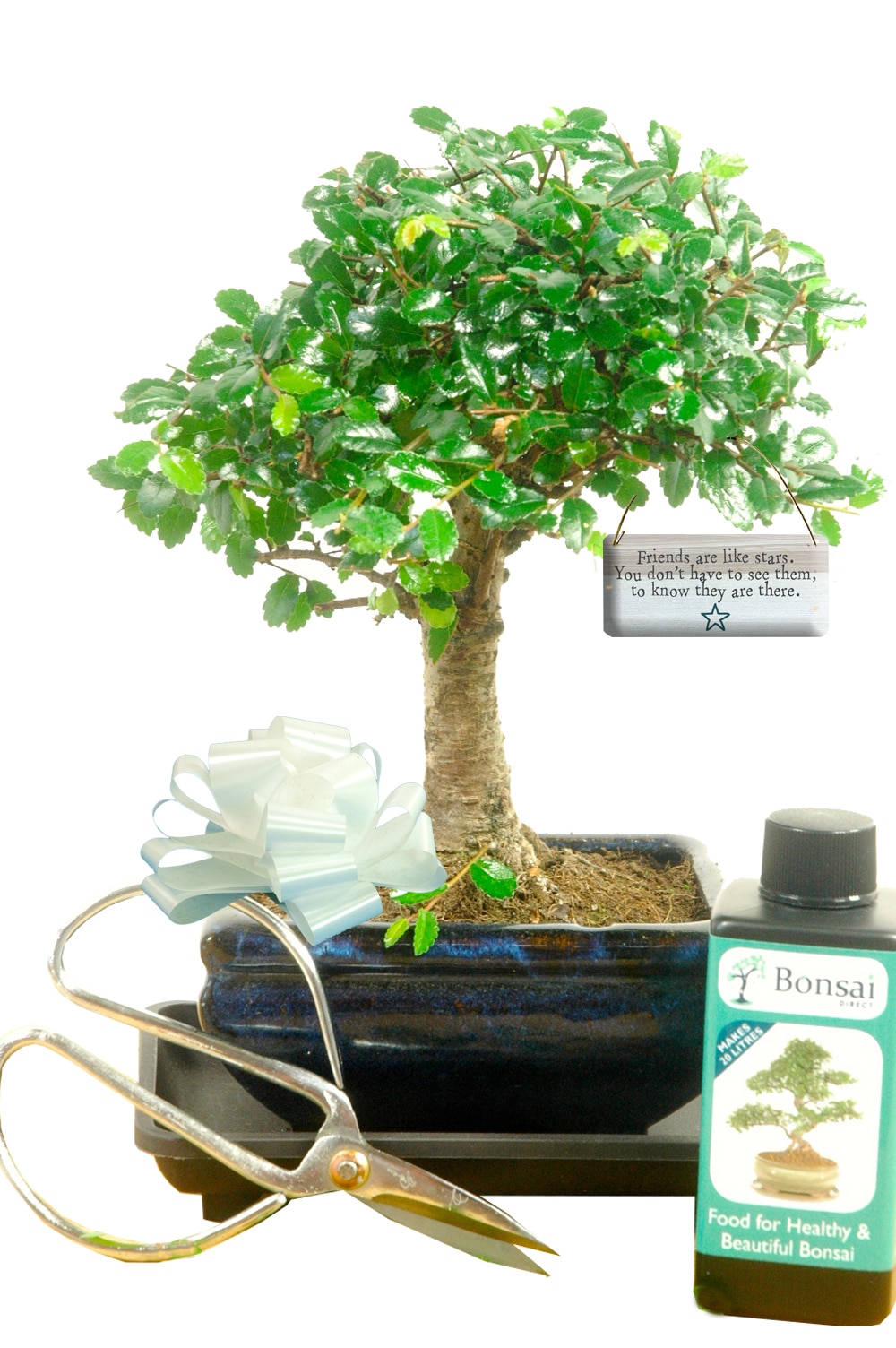 Beginners baby starter kit - Friends are like stars, you don't have to see them to know they are there. Friendship Plant