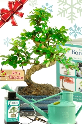 Comprehensive flowering Twisty Fukien tea bonsai kit - Amazing Value