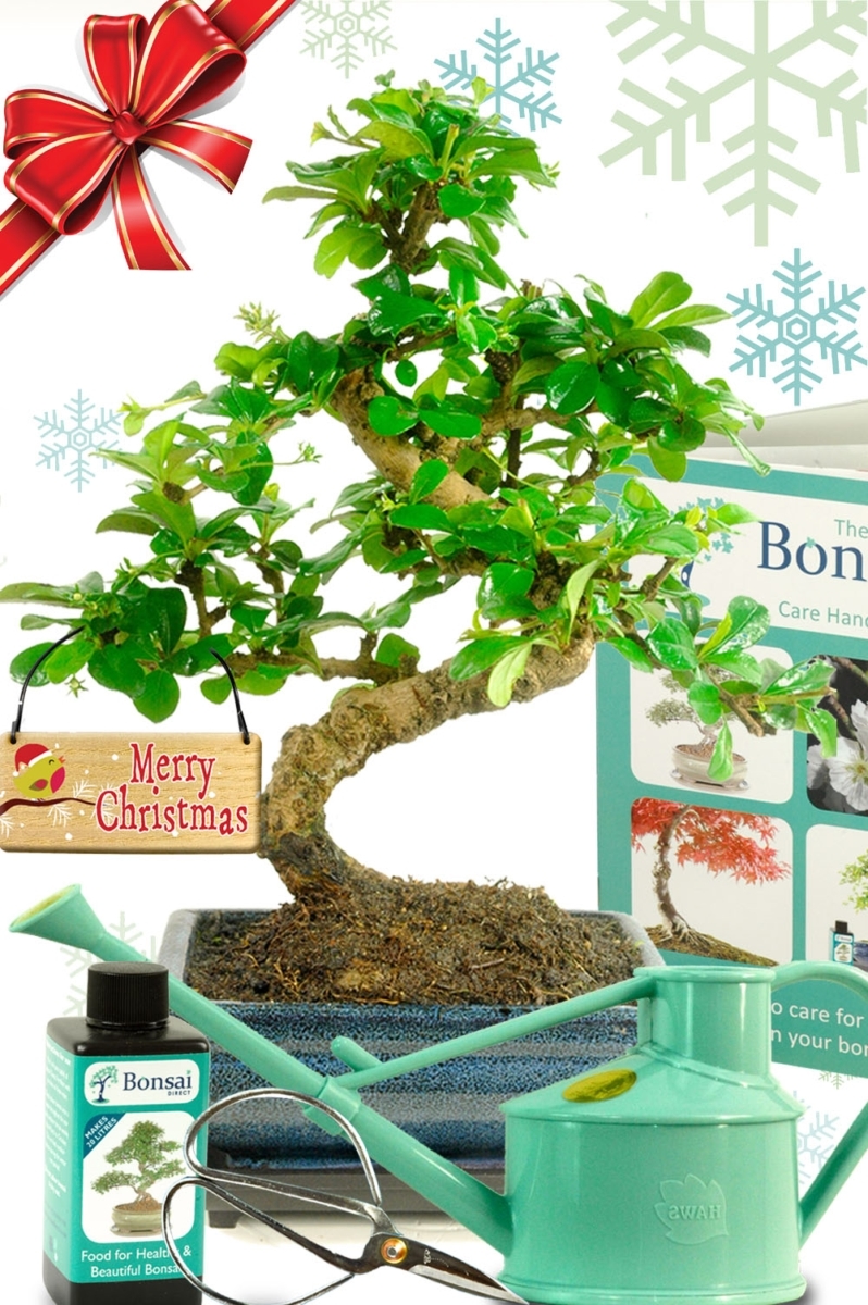 Comprehensive flowering Twisty Fukien tea bonsai kit - Amazing Value