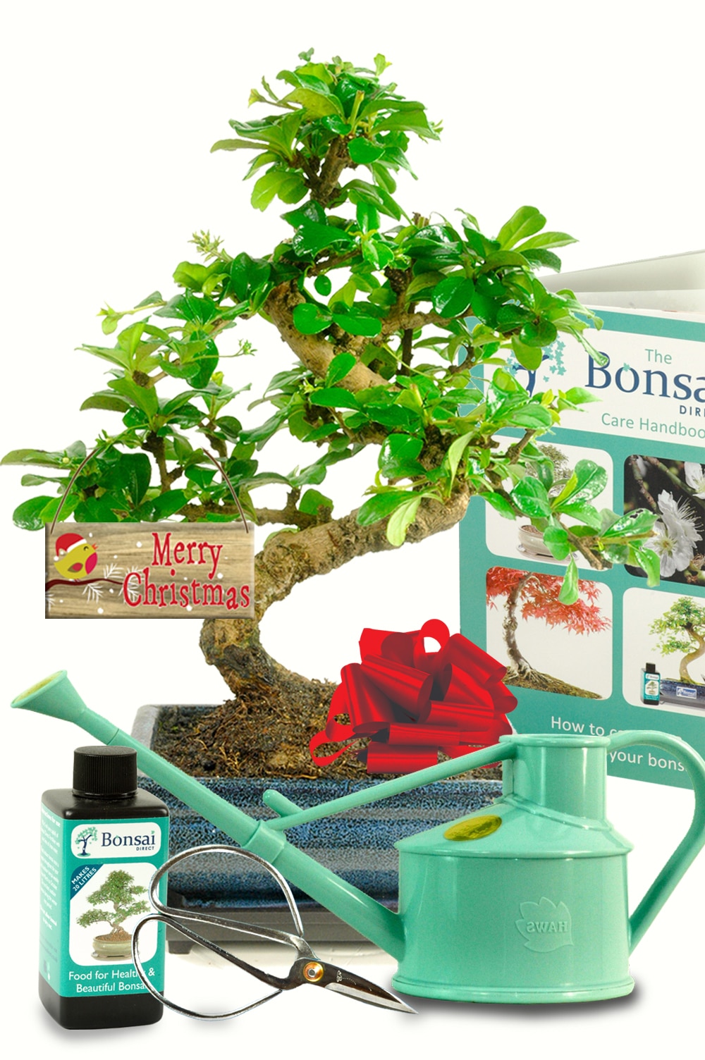 The perfect Christmas gift with mid sized flowering twisty bonsai