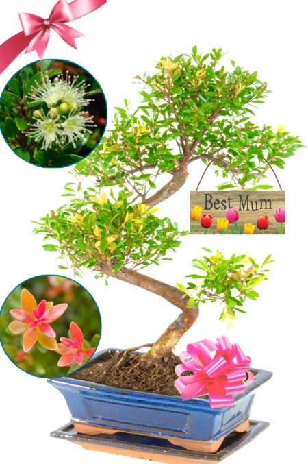 Fruiting & flowering Roseapple gift for your best mum