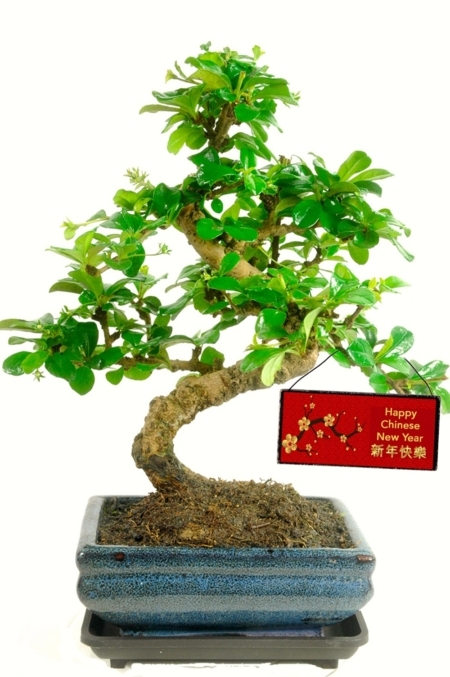 Celebrate Chinese New Year with lovely bonsai tree gift