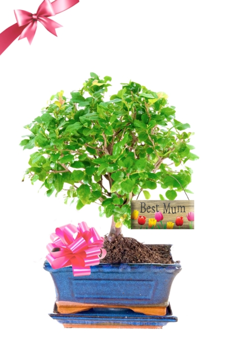 Mother's Day Fruiting Woodland Style Beginners Indoor Bonsai