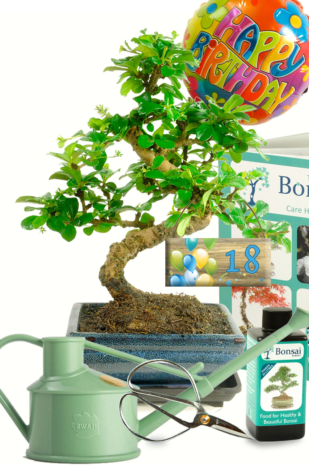 Outstanding Twisty Flowering Tea Tree Bonsai Kit - Milestone Birthday