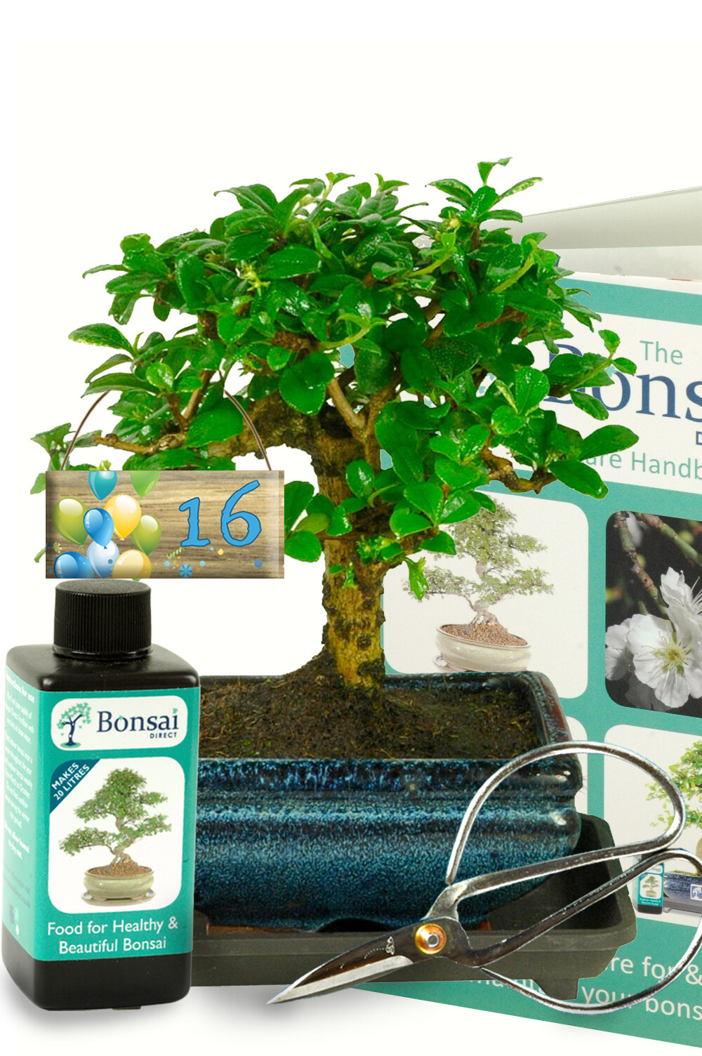 Milestone Gift Ideas | Cute Birthday Flowering Bonsai Tree Gift Set & Milestone Tag