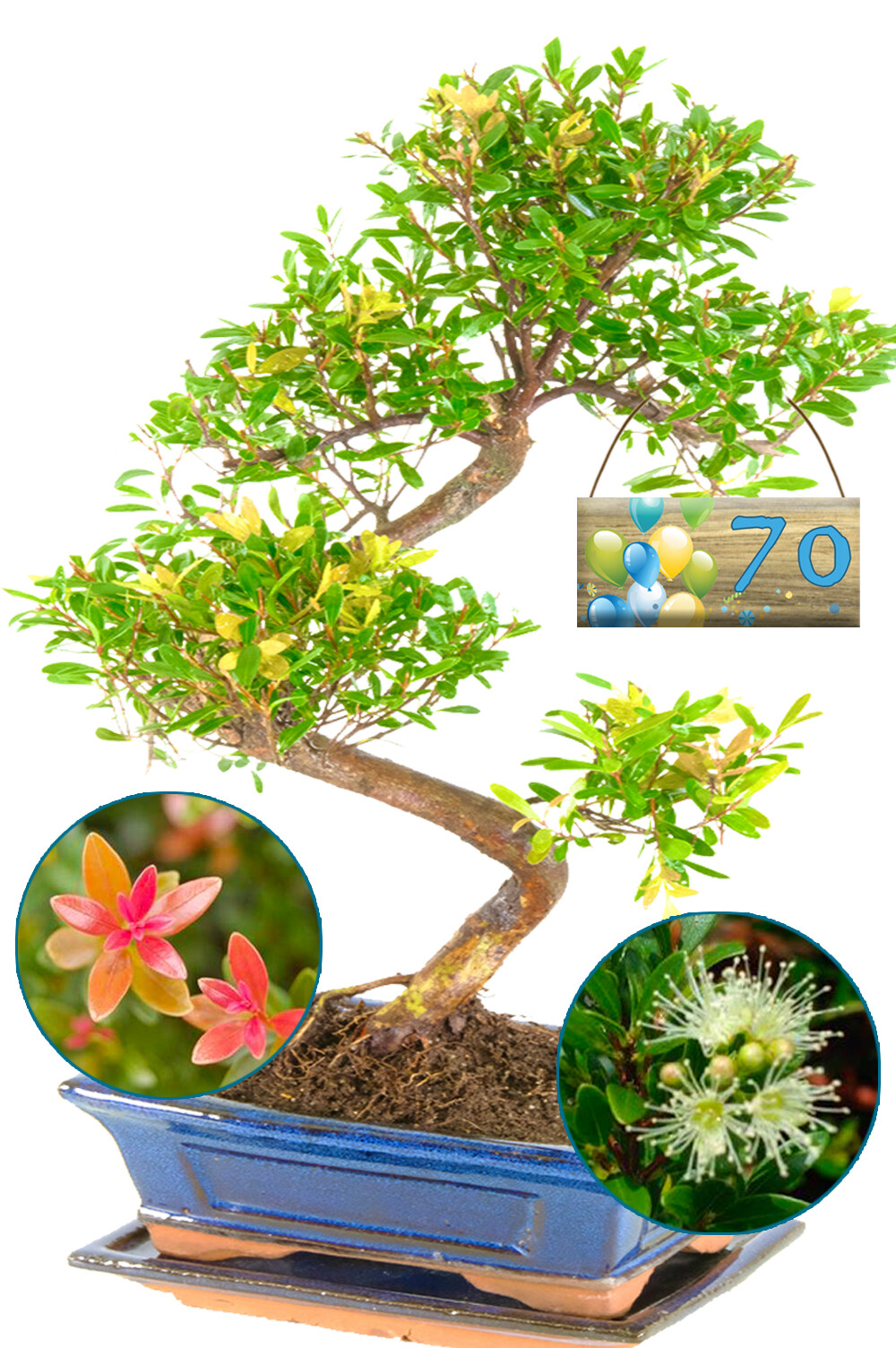 Milestone Birthday Indoor Flowering & Fruiting Twisty Evergreen Roseapple for Beginners