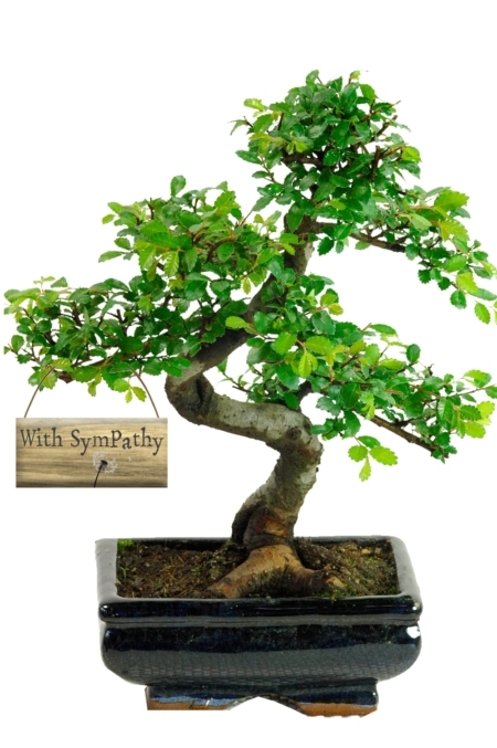 With Sympathy Chinese Elm