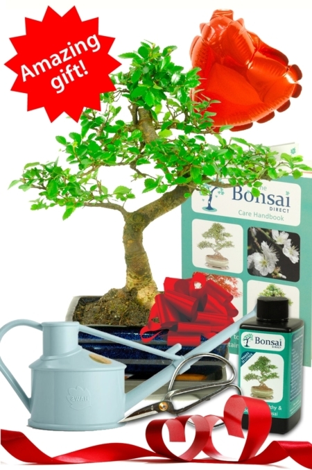 Comprehensive Valentine's Day Chinese Elm Bonsai Kit
