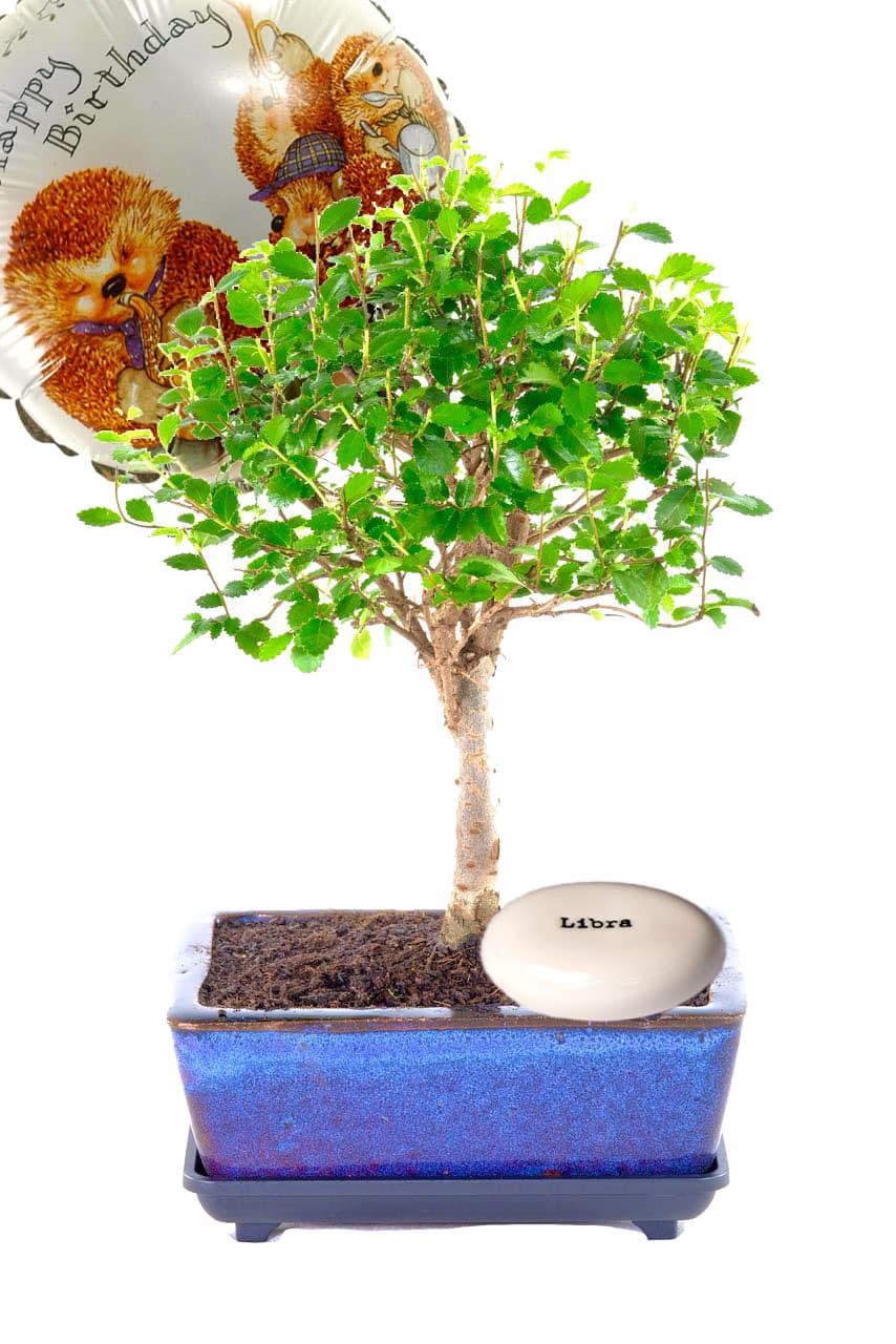 Chinese Elm Zodiac / Star sign birthday bonsai gift UK