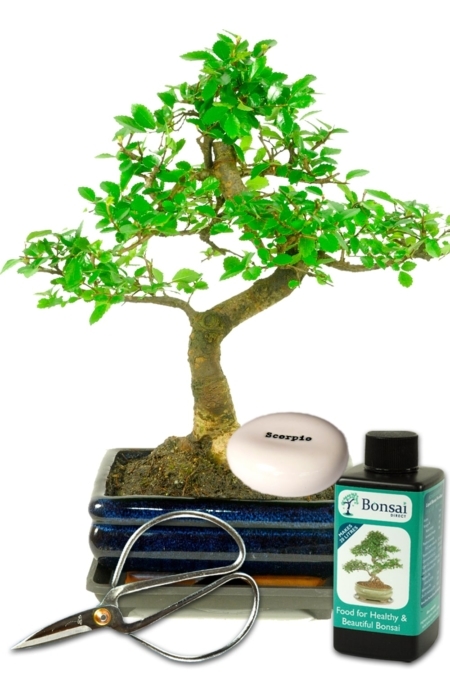 Beginners Bonsai Favourite Zodiac star-sign gift