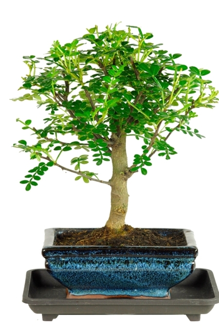 Very cute miniature aromatic pepper bonsai for indoors