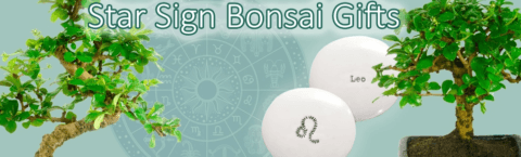 Star Sign bonsai tree gifts