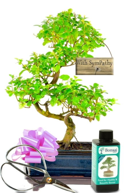 Charming Chinese Sweet Plum bonsai with Sympathy tag