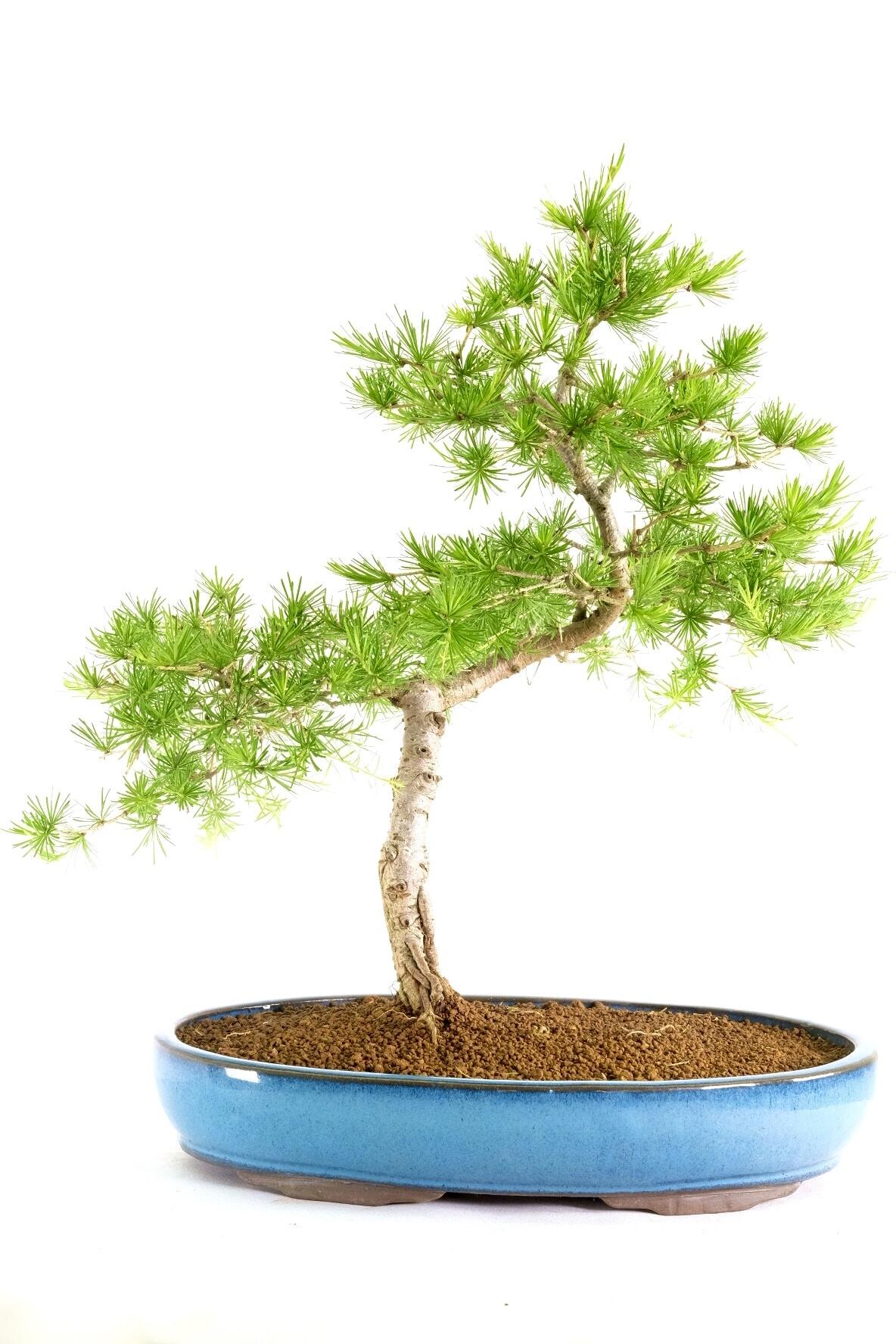 Phenomenal Larch Bonsai with Emerald-Green Rosettes in Sky Blue Pot