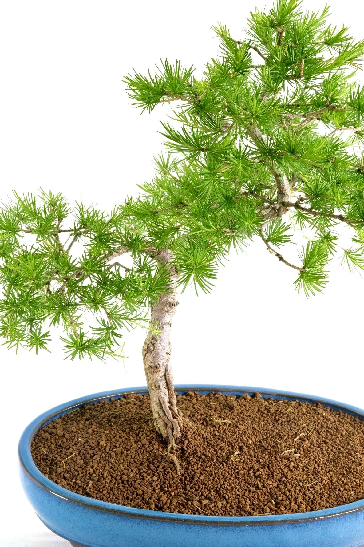 Phenomenal Larch Bonsai with Emerald-Green Rosettes in Sky Blue Pot