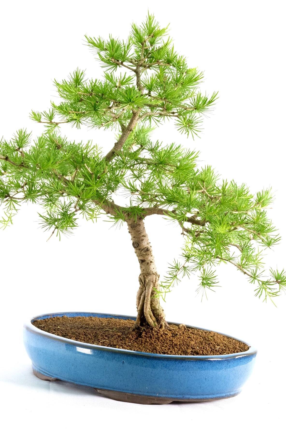 Phenomenal Larch Bonsai with Emerald-Green Rosettes in Sky Blue Pot