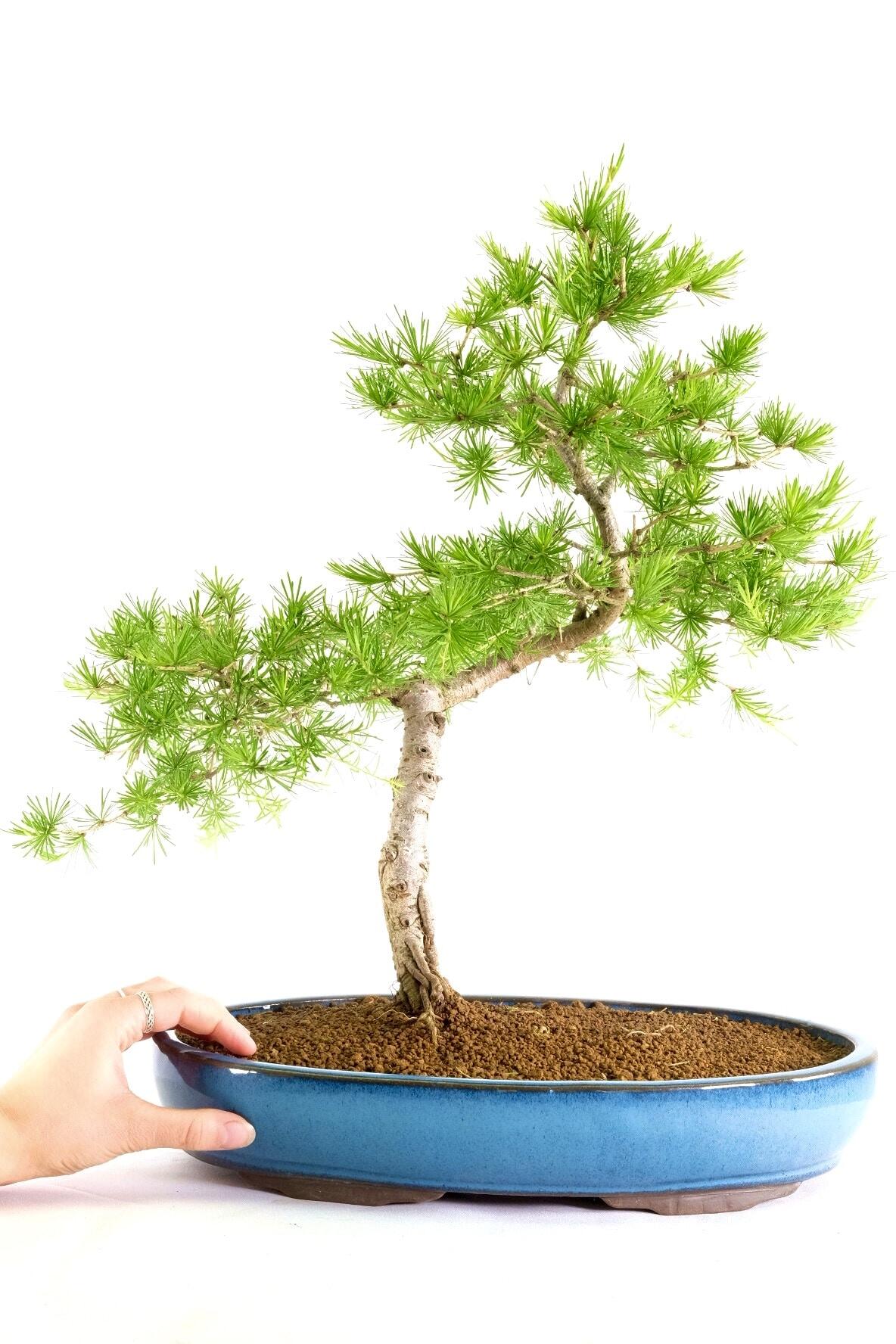 Phenomenal Larch Bonsai with Emerald-Green Rosettes in Sky Blue Pot