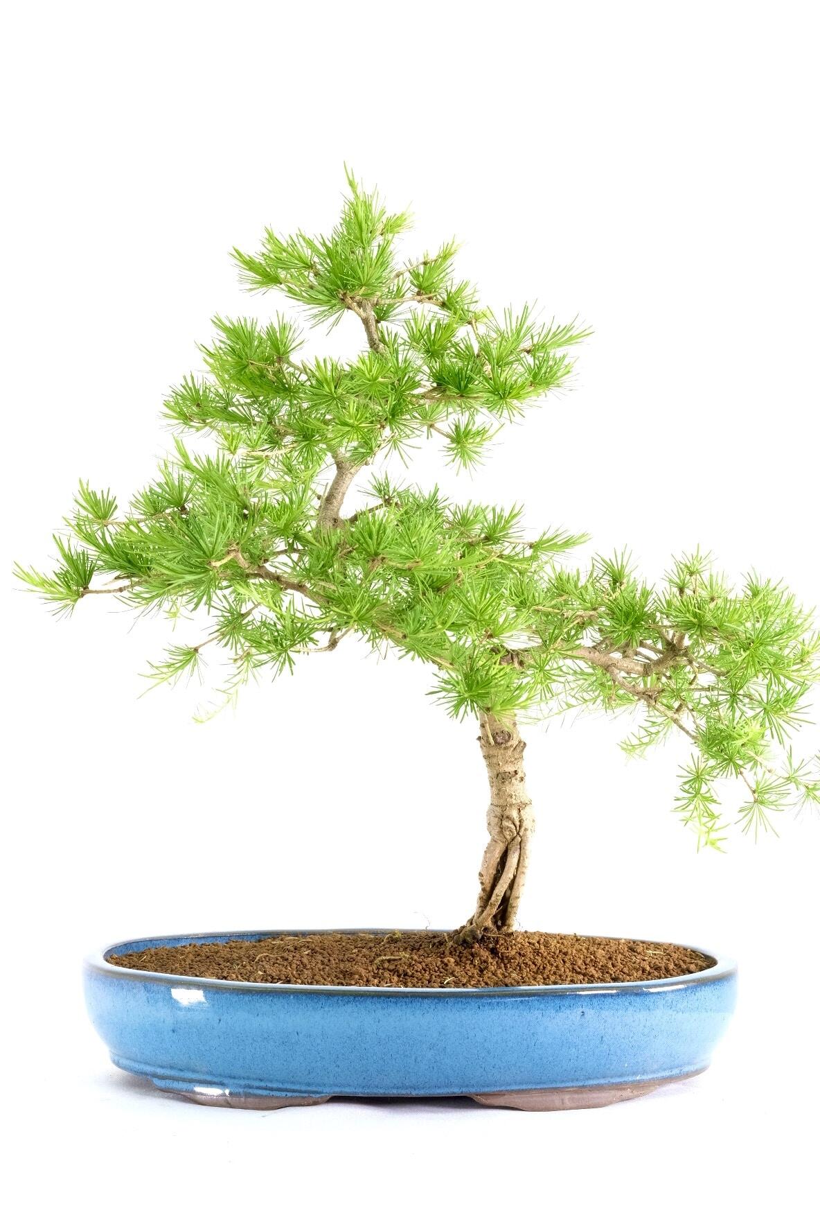 Phenomenal Larch Bonsai with Emerald-Green Rosettes in Sky Blue Pot