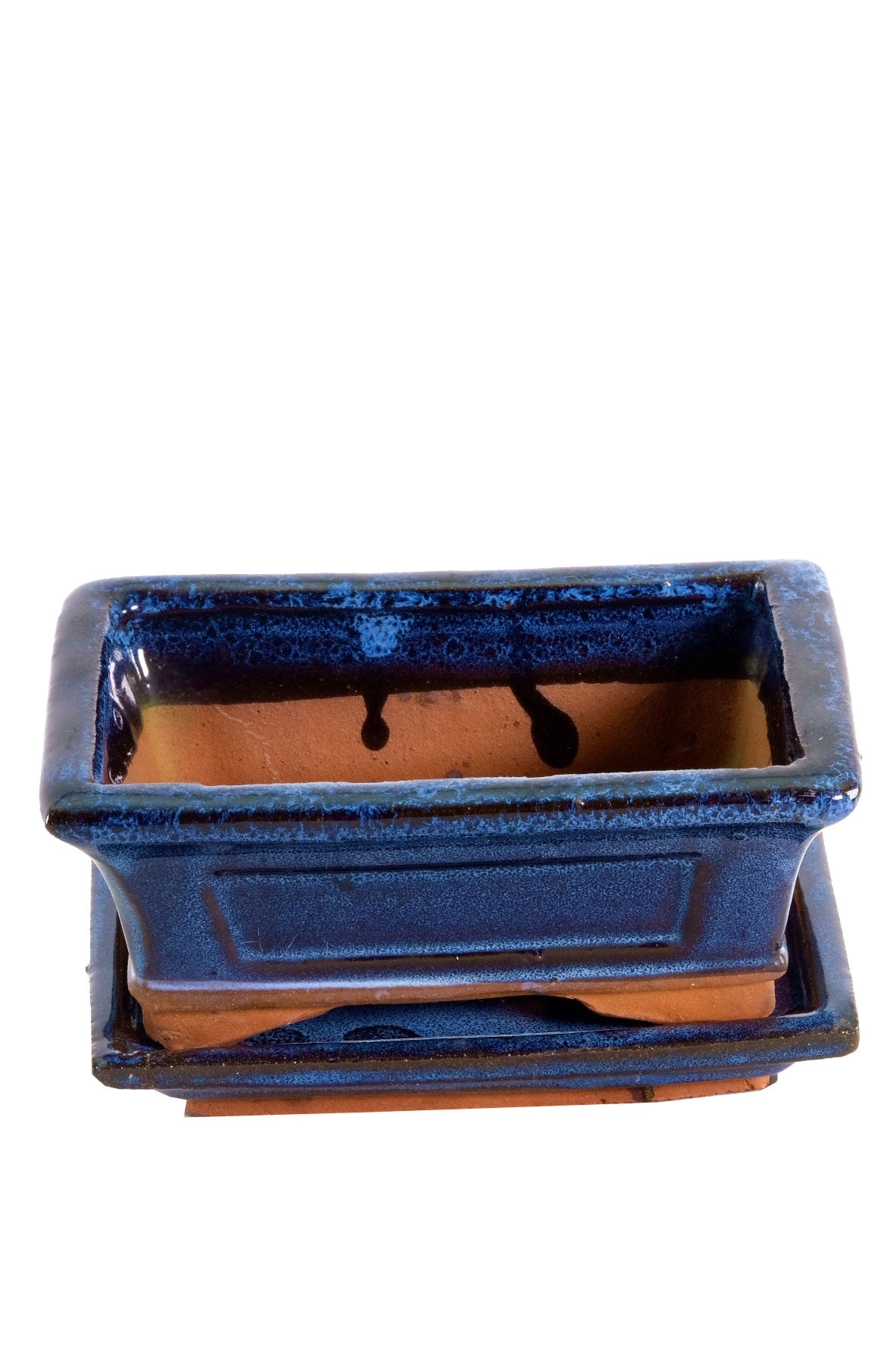 Perfect for growing on baby bonsai