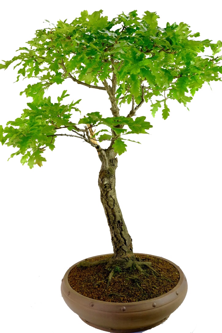 An extremely impressive & hardy Oak bonsai tree