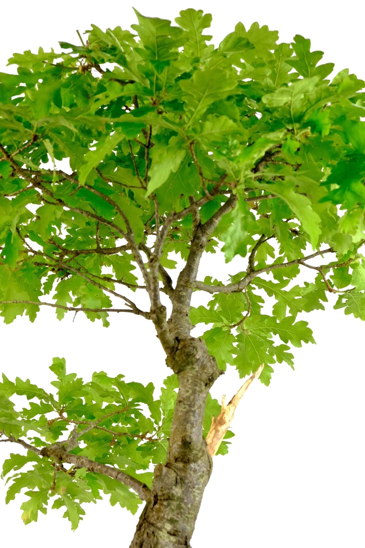 Wondrous canopy of very pretty leaves