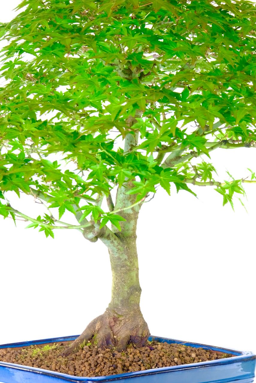 Specimen Maple Bonsai Tree | Acer palmatum bonsai beauty