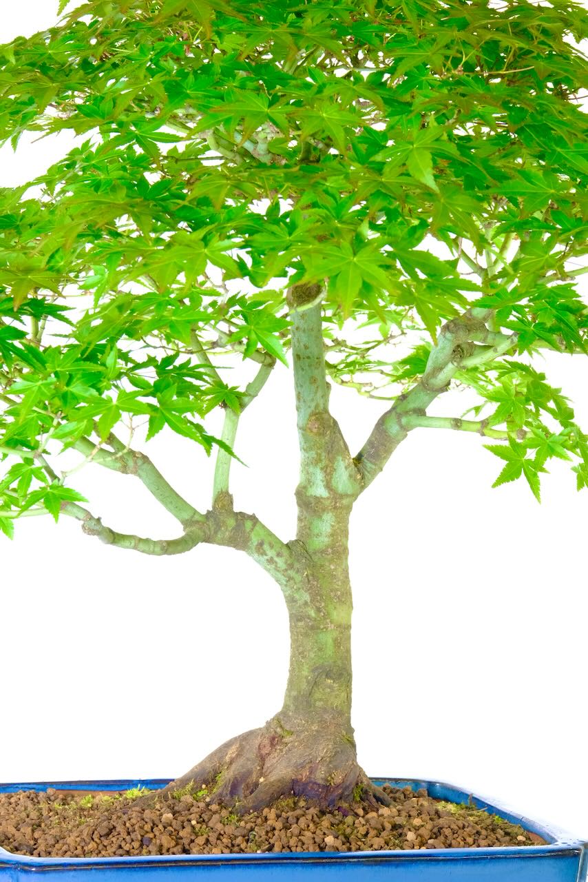 Strong even branch structure on this specimen hardy bonsai tree