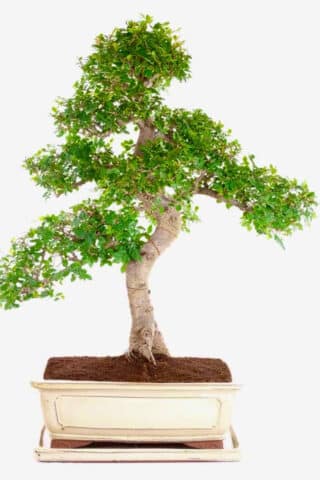 Sensational Specimen Extra large beginners bonsai for sale