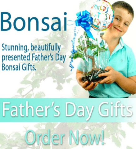 Father's Day bonsai tree gifts