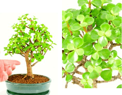 Portulacaria afra or Miniature Jade bonsai tree - Known as the Money Tree