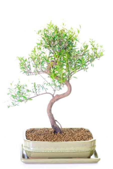 Syzygium Quality Bonsai | Exceptional Evergreen Flowering Oriental Myrtle