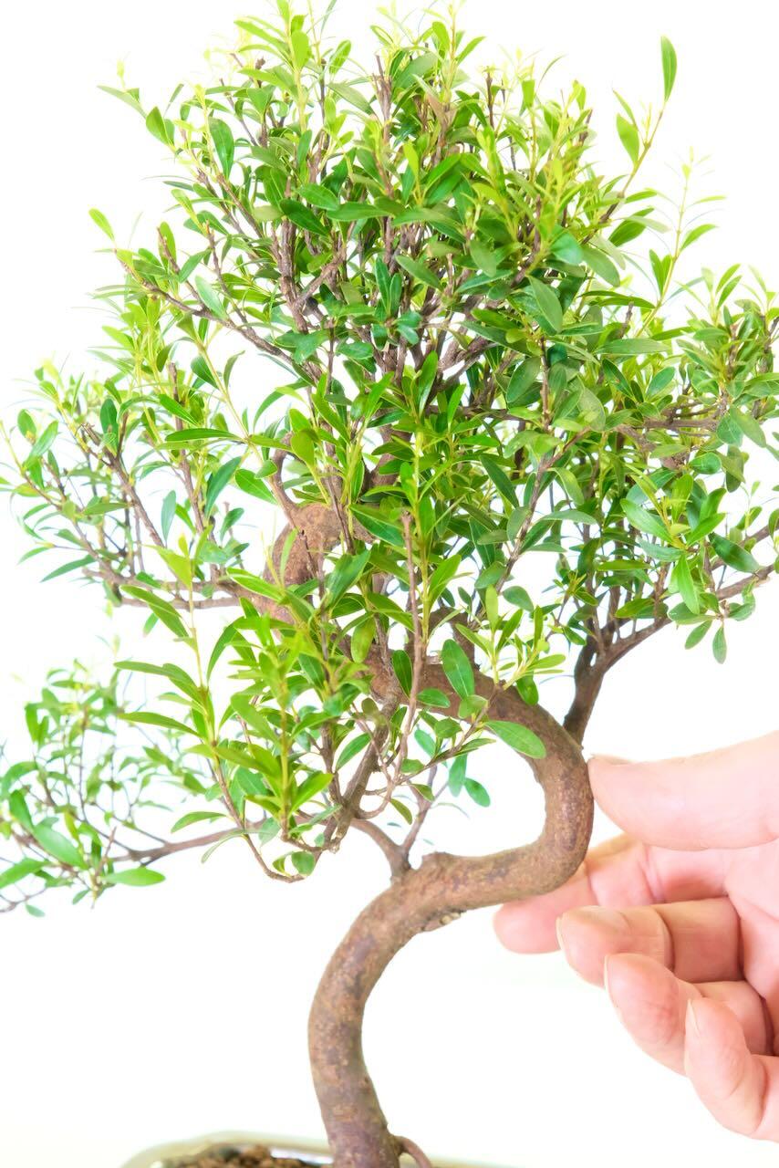 The tiny beautifully coloured miniature leaves of the Syzygium bonsai