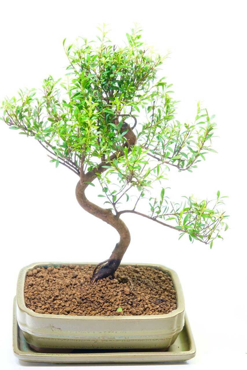 Serpentine bonsai - Roseapple myrtle for sale from the bonsai professionals