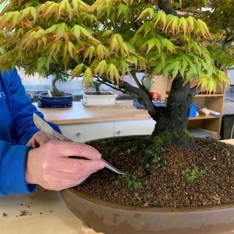 Caring for bonsai trees - How to care for a bonsai