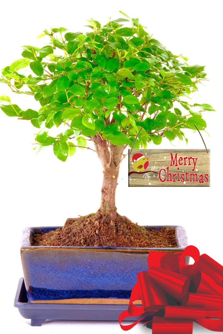 A wonderful Sageretia theezans petite Christmas bonsai gift for sale
