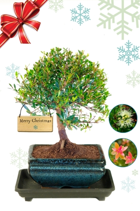 Christmas Bonsai Gift | Flowering Syzygium Bonsai is Beautiful Seasonal Leaf Colour