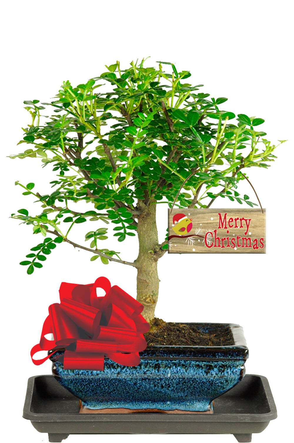 Santa-Approved Aromatic Bonsai Christmas Gift Set