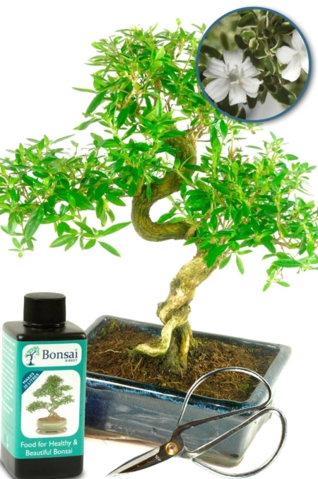 Adorable Serissa bonsai tree. 12 year old with white flower, drip tray, bonsai fertiliser & bonsai scissors. Free delivery