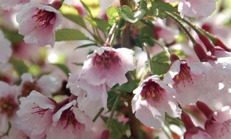 Flowering Cherry Blossom Bonsai - The Flight of the Butterfly Tree (Cream Pot)