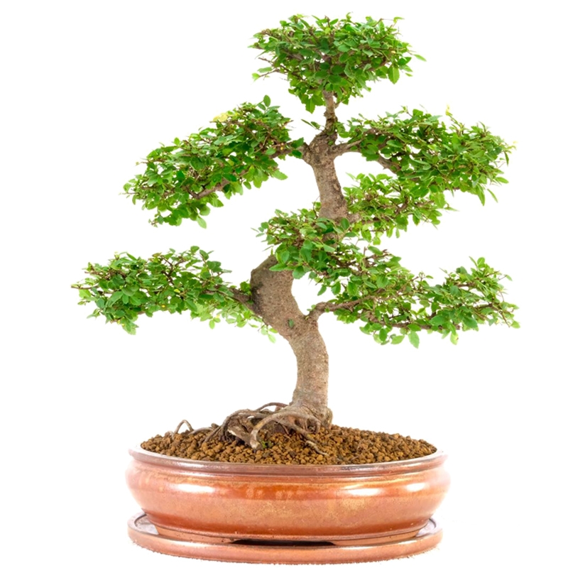 Big bonsai trees for sale