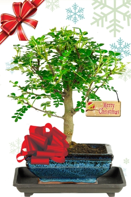 Citrus scented Christmas bonsai tree gift for sale with tiny leaves | Christmas plants delivered