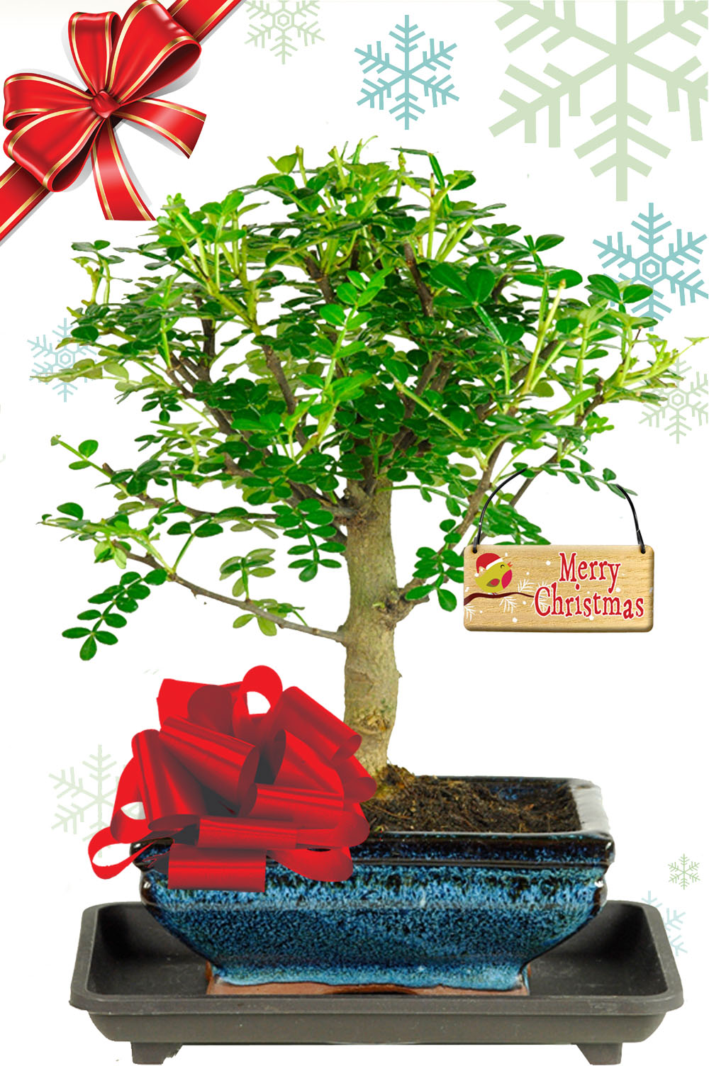Citrus scented Christmas bonsai tree gift for sale with tiny leaves | Christmas plants delivered