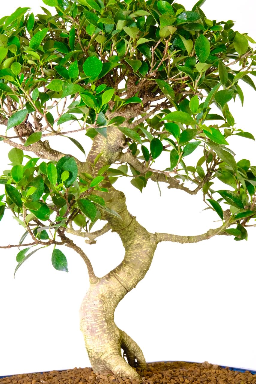 Ficus bonsai tree in mid blue pot - Spectacular styling