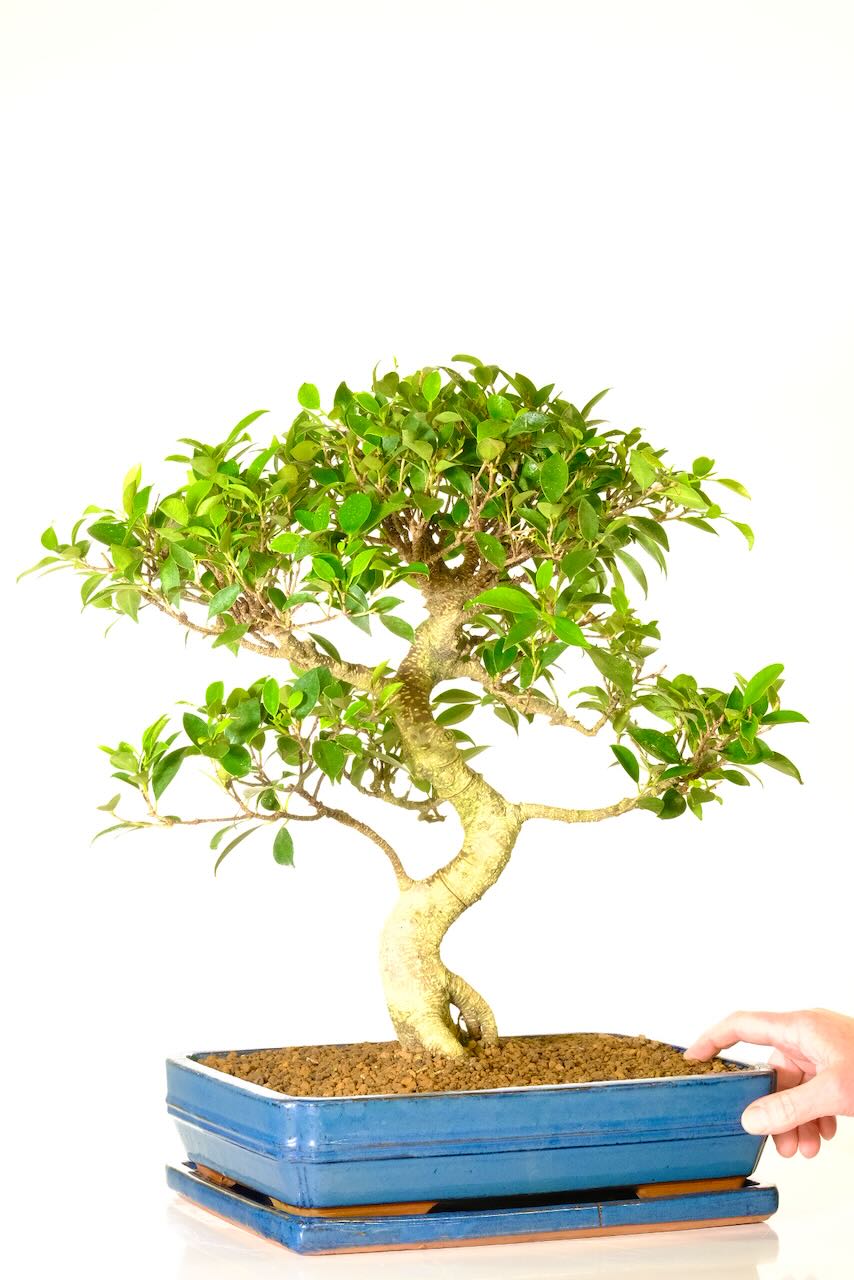 SPECIMEN FICUS RETUSA BONSAI - IDEAL FOR COMEPLET BEGINNERS