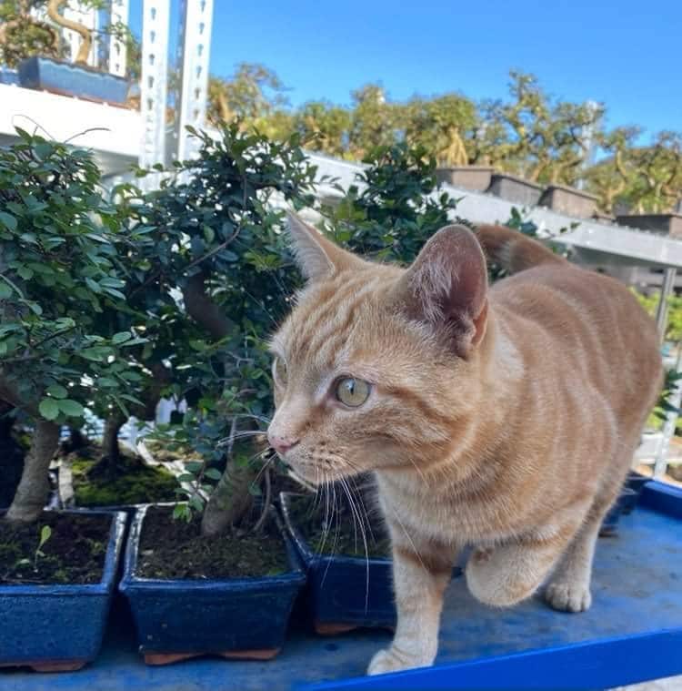 Cat with bonsai
