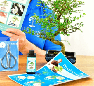 Pruning bonsai tree kits